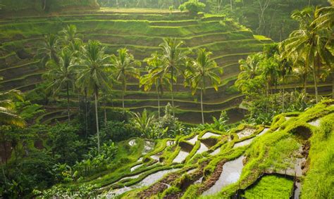 Reasons To Book A Bali Vacation The Getaway