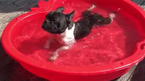 You can rest assured that a victorian bulldog will do all it has within its capabilities in order to fend off any intruder lurking around your property. French Bulldogs chill out and swim in baby pool