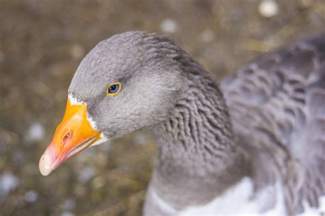 Maybe you would like to learn more about one of these? Free Images : wing, animal, wildlife, orange, portrait ...