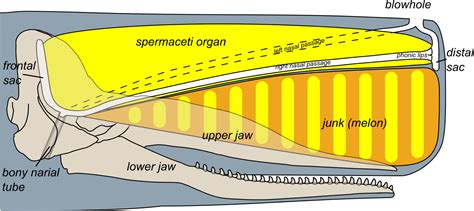 Die forscher vermuten, dass die jungtiere in den oberen schichten der ozeane mit hilfe der. File:Sperm whale head anatomy (skull cutaway).svg ...