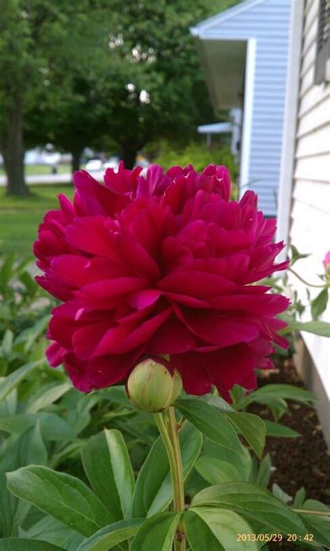Another Of My Flowers Deep Red Peony Pretty Flowers Red Peonies