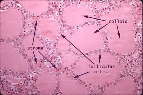 Thyroid Follicular Cells Colloid And Stromatolites Follicular Cell N