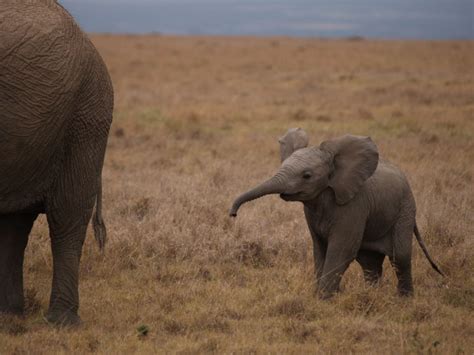 Best Animal Zoo: Baby Elephant