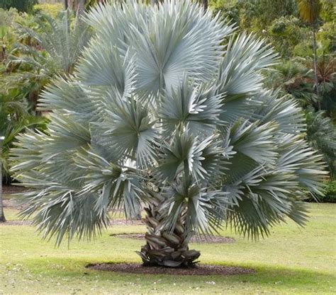 Top 35 Types Of Palm Trees With Pictures Palm Tree Types Tropical