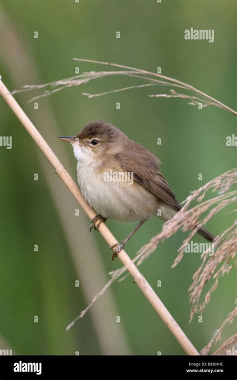Reed Warbler Acrocephalus Palustris Stock Photo Alamy