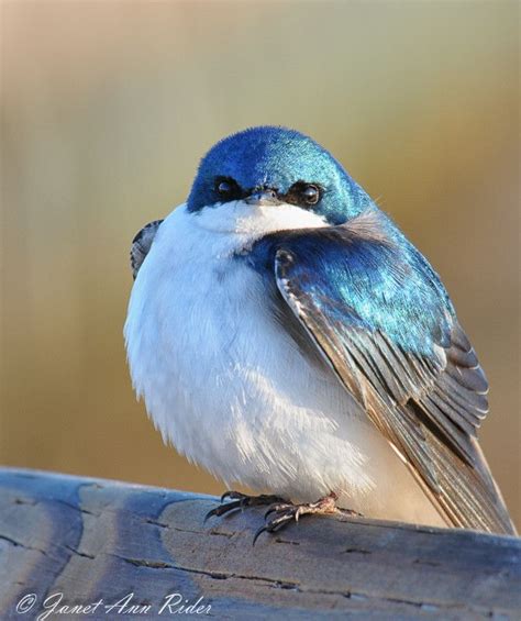 King Of Iridescent Blue Animals Beautiful Pet Birds Colorful Birds