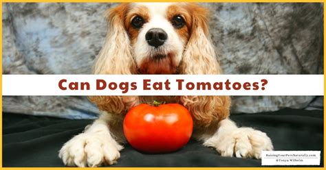 Can Dogs Eat Tomatoes Should Dogs Eat Tomatoes Early Access For Our