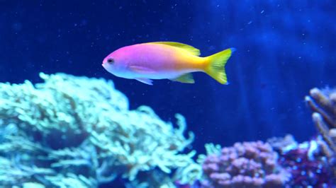 Colorful Fish Swimming In Ocean Water Stock Footage Sbv