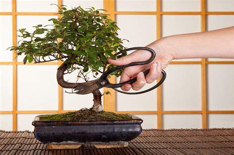 Bonsai tools for beginners vs. 3 Essential Tools for Bonsai