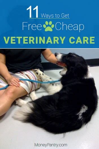 Having pets is good for personal development. 11 Ways to Get Free or Cheap Vet Care Near Me! - MoneyPantry