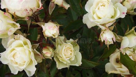 Miniature White Roses Stock Photo Image Of Flower 128349626