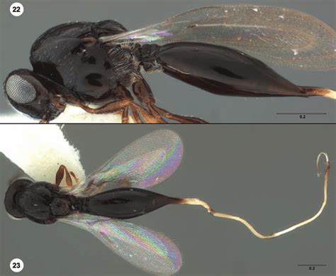 Platygaster Tubulosa Female USNMENT Head Mesosoma Download Scientific Diagram