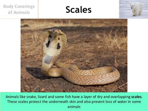 An animal that has feathers and wings. Body Coverings of Animals