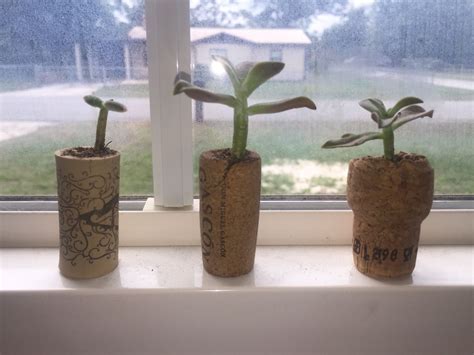 You can take a craft knife and cut a small. Wine corks are a creative way to plant | Plants, Cactus ...