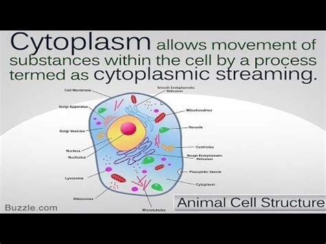 Yes, an animal cell does contain cytoplasm. Important Facts About Cytoplasm You Surely Need to Know ...