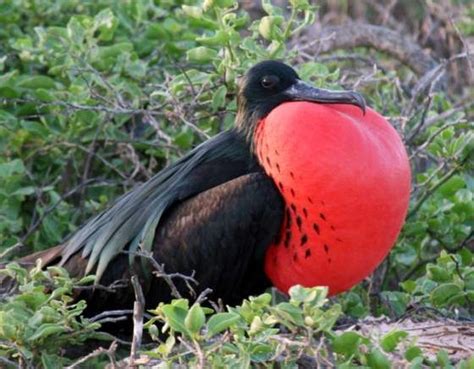 Galapagosislandsbirds Santiago Frigate Bird