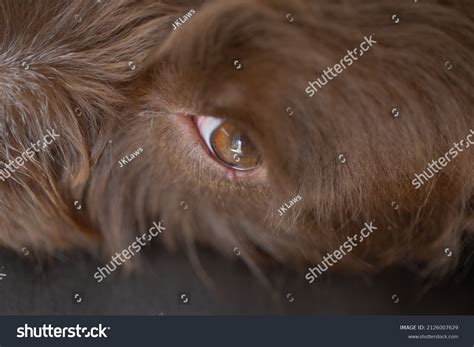 What Does A Stye Look Like On A Dogs Eye