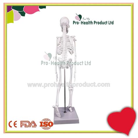manikin medical teaching aids 45cm human mini skeleton model view skeleton model oem product