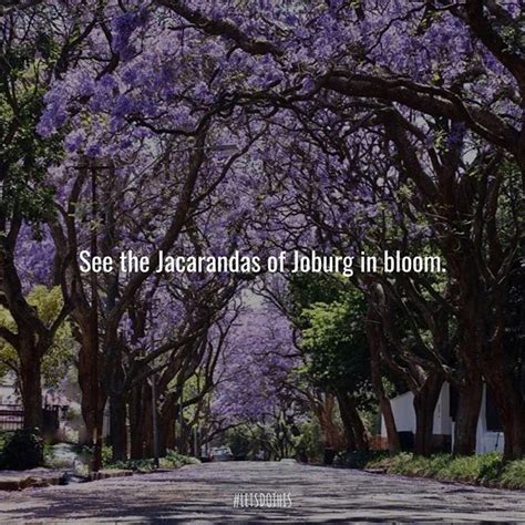 Make Sure To Catch The End Of The Beautiful Blooming Jacarandas In