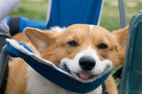See more ideas about puppies, diego, san diego. San Diego Corgi Meetup | Corgi, Corgi dog, Corgi names