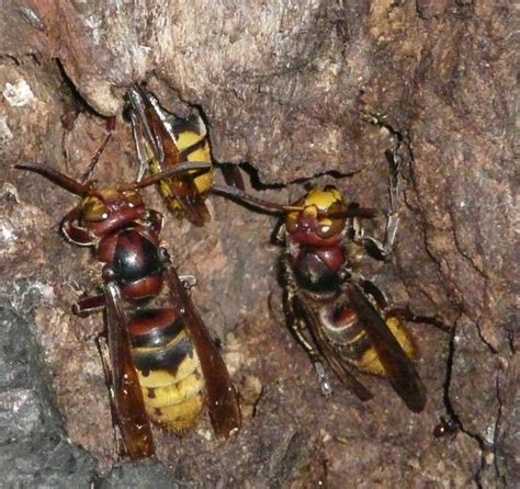 ✓ free for commercial use ✓ high quality images. Springfield Plateau: European Hornet