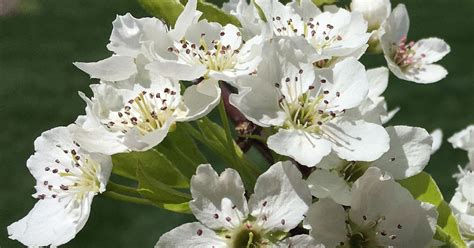 5 Petal White Flower Tree ~ Flower