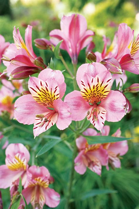 Tried And True Favorites Of Any Western Perennial Flower Garden