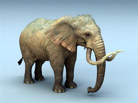 African Elephant 3d Model Download For Free