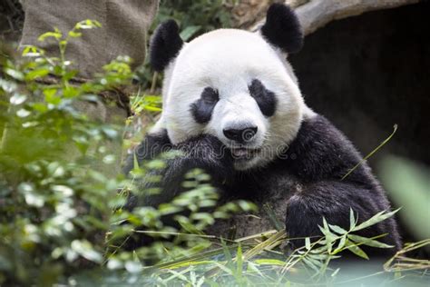 Giant Panda Eating The Bamboo Zoo Singapore Stock Image Image Of Park