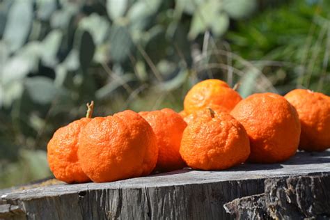 Ugly Oranges Stock Photo Download Image Now Istock
