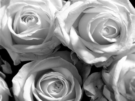 White Roses Backgrounds Wallpaper Cave