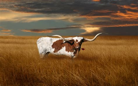 50 University Of Texas Longhorns Wallpaper Wallpapersafari