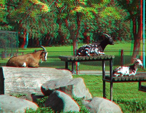 Flickriver Photoset 3d Anaglyph Tiere Animals By 3d Redcyan
