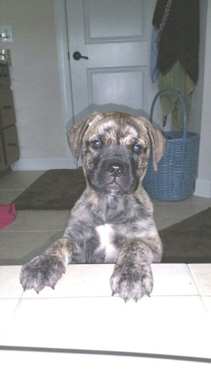 10 Week Old Reverse Brindle Bullmastiff Puppy Bullmastiff Brindle