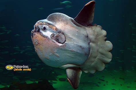 Critic reviews for peixe lua. Zoologia: Peixe-lua (Mola mola)