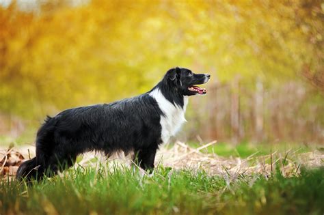 With sunny deol, sunil shetty, akshaye khanna, jackie shroff. Border Collie - Haustierratgeber