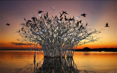 Beautiful Bird On The Tree