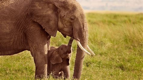 Baby Elephant Calf With Mother Masai Mara Narok Kenya Windows