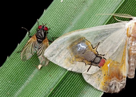 How To Be Bird Poop For Dummies By This Moth Fly Mimic