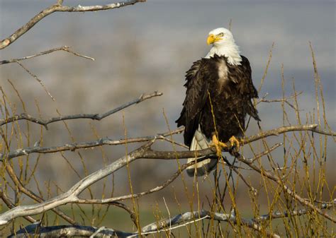 Bald Eagle In Wind Pentax User Photo Gallery