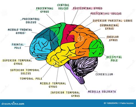 Pase Para Saber Prevenci N Dolor De Est Mago Anatomia Del Cerebro