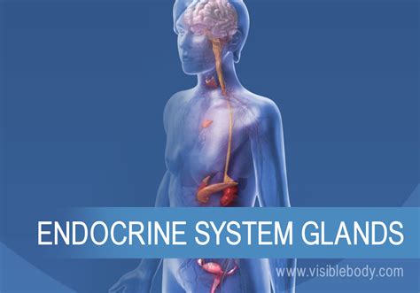 Endocrine System Learn Anatomy