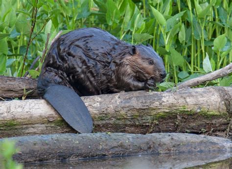 North American Beaver Facts Distribution Diet Pictures