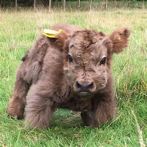 25 Adorable Photos Of Fuzzy Highland Cattle Calves