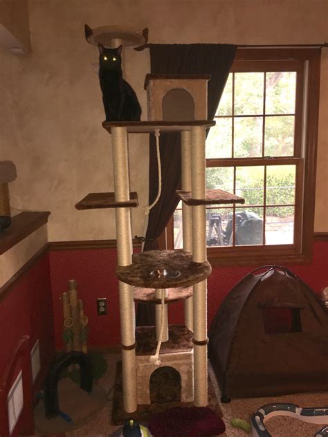 Lol stands for laugh out loud or laughing out loud; Basement Cat has ascended in an attempt to take over ...