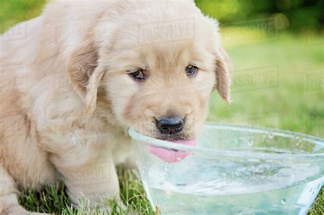 Close Up Golden Retriever Puppy Drinking Water From Bowl Stock Photo