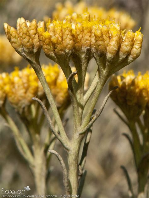 Helichrysum Italicum Flora On