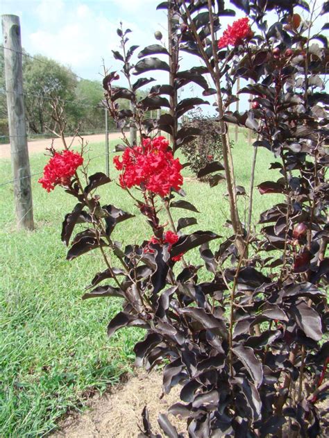 Black Diamond Crape Myrtle Comes In Five Colors Home And Garden