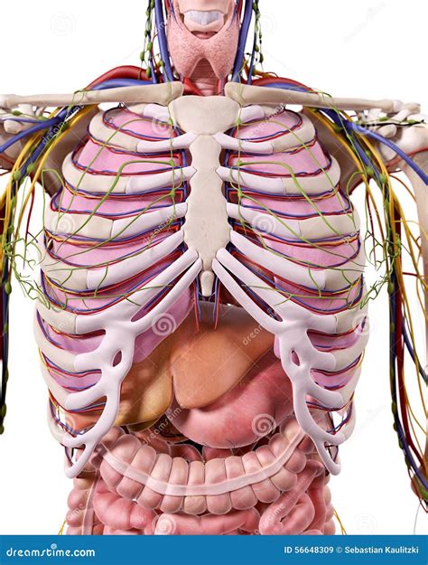 The Thorax Anatomy Stock Illustration Image Of Skeleton