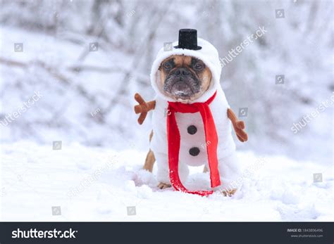 Funny French Bulldog Dog Dressed Snowman Stock Photo 1843896496